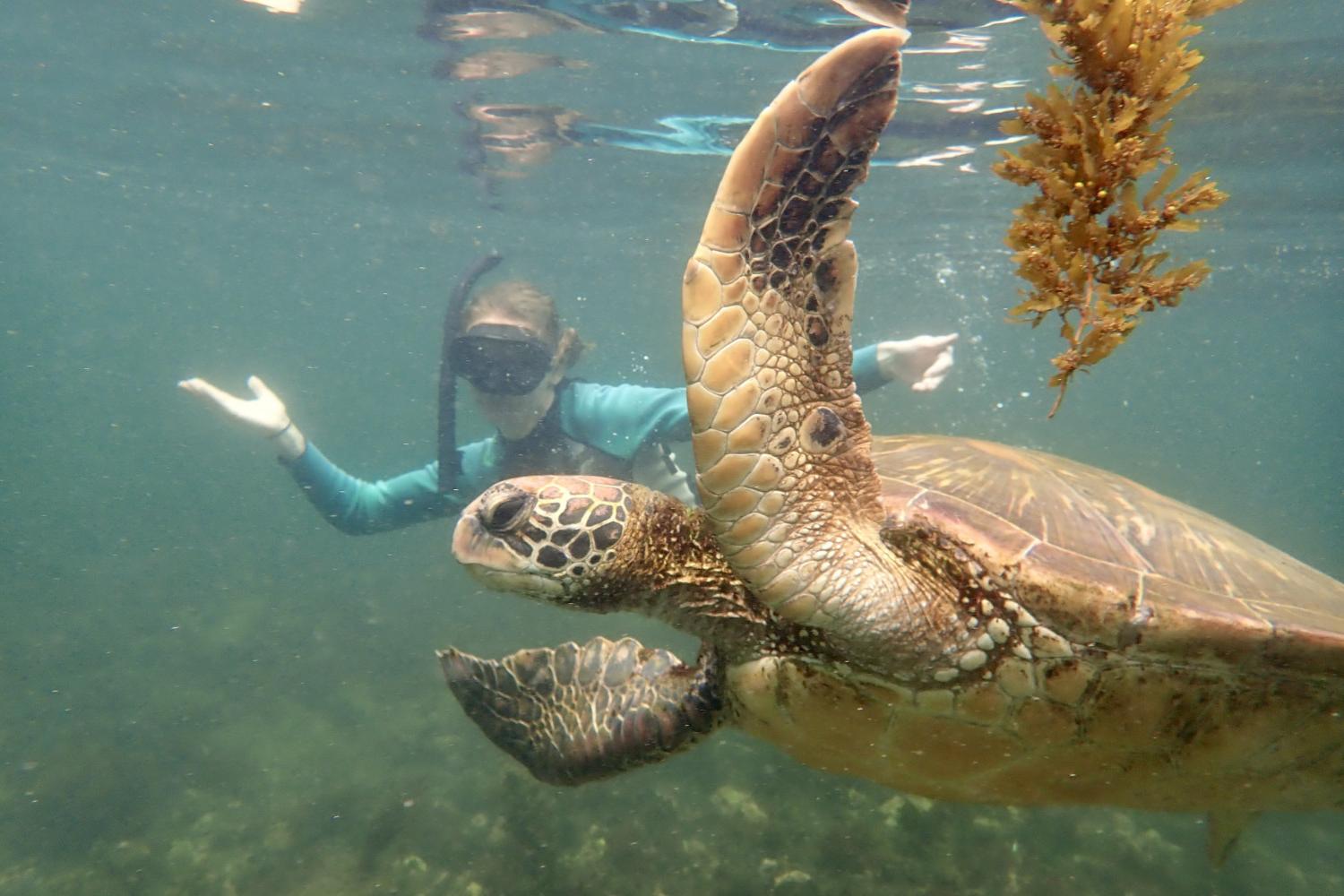 一名<a href='http://jpv5h.litpliant.net'>bv伟德ios下载</a>学生在Galápagos群岛游学途中与一只巨龟游泳.